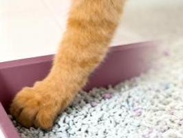 Modern Cat Litter Production Line